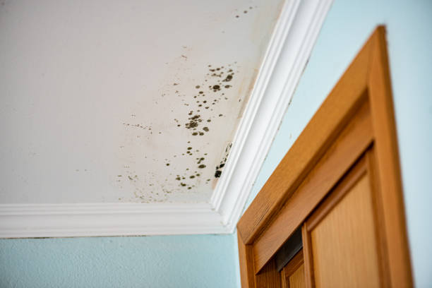 Best Office Mold Removal Services  in Waihee Waiehu, HI