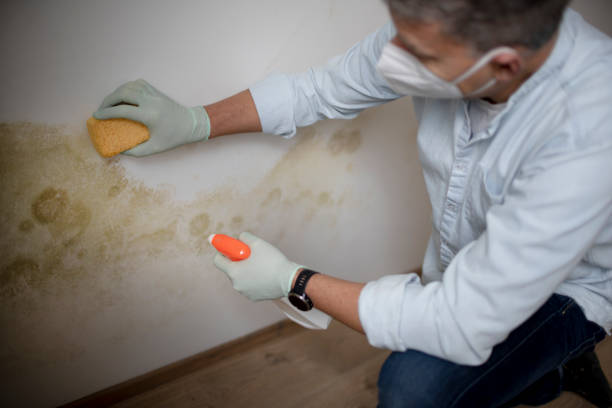 Mold Removal Process in Waihee Waiehu, HI